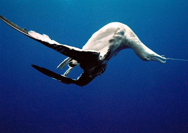By Fish Seabird Bycatch - Fishtek Marine
