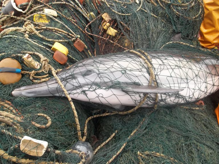 dolphin bycatch
