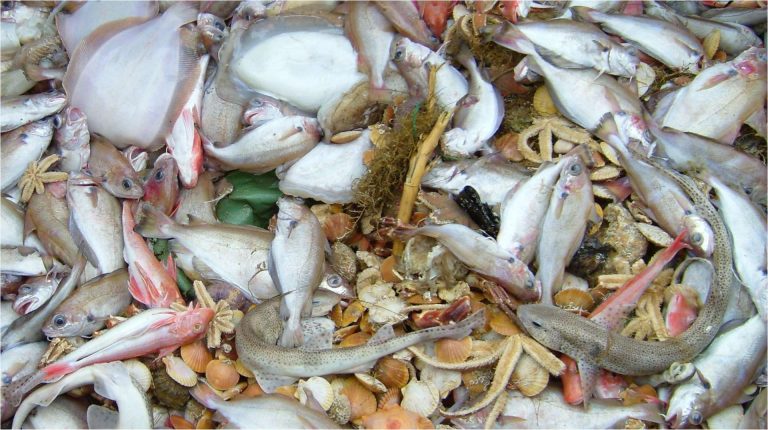 fish discards bycatch