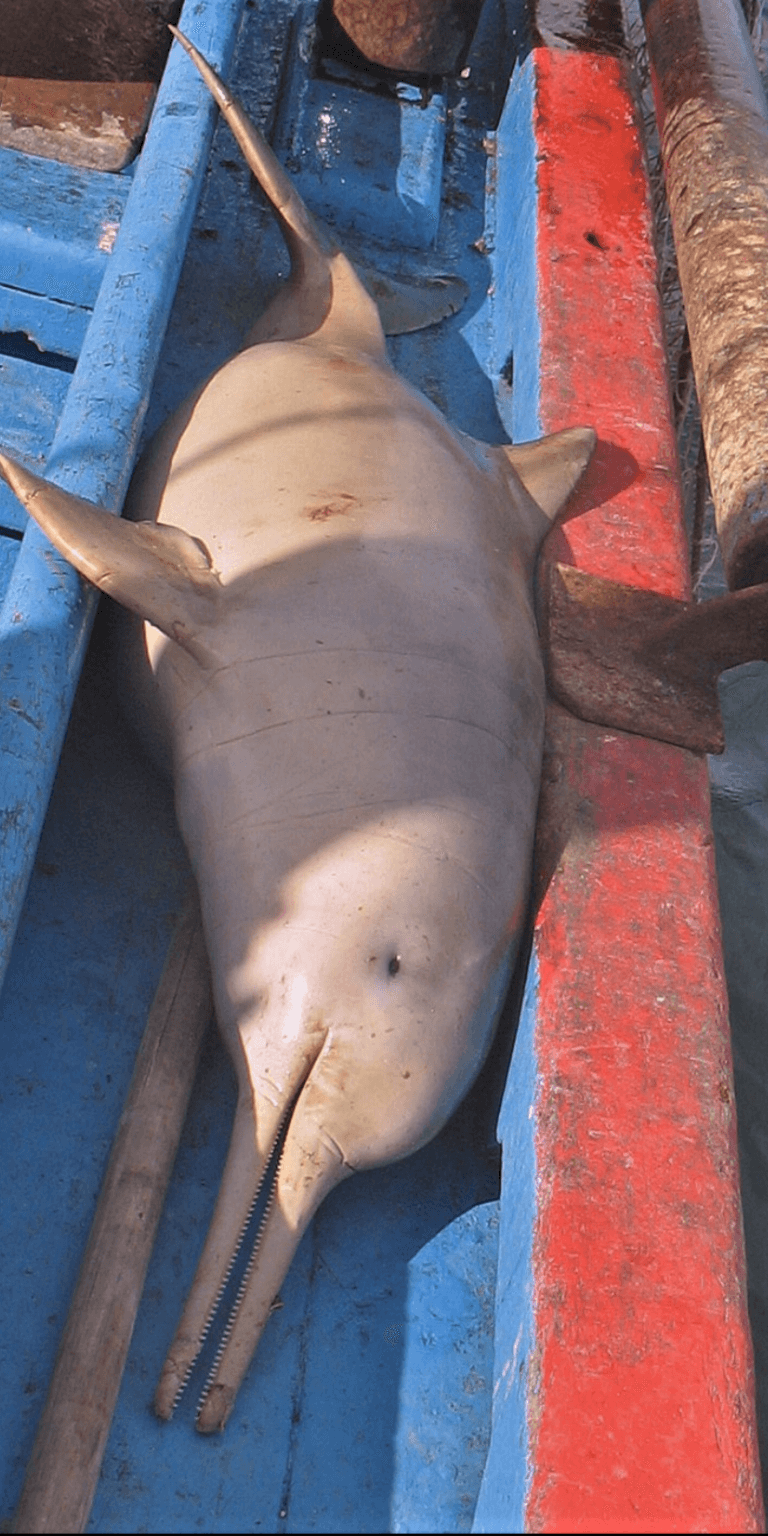 dolphin bycatch image